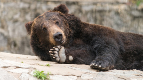 Should Share Investors Be Worried About A Bear Market?